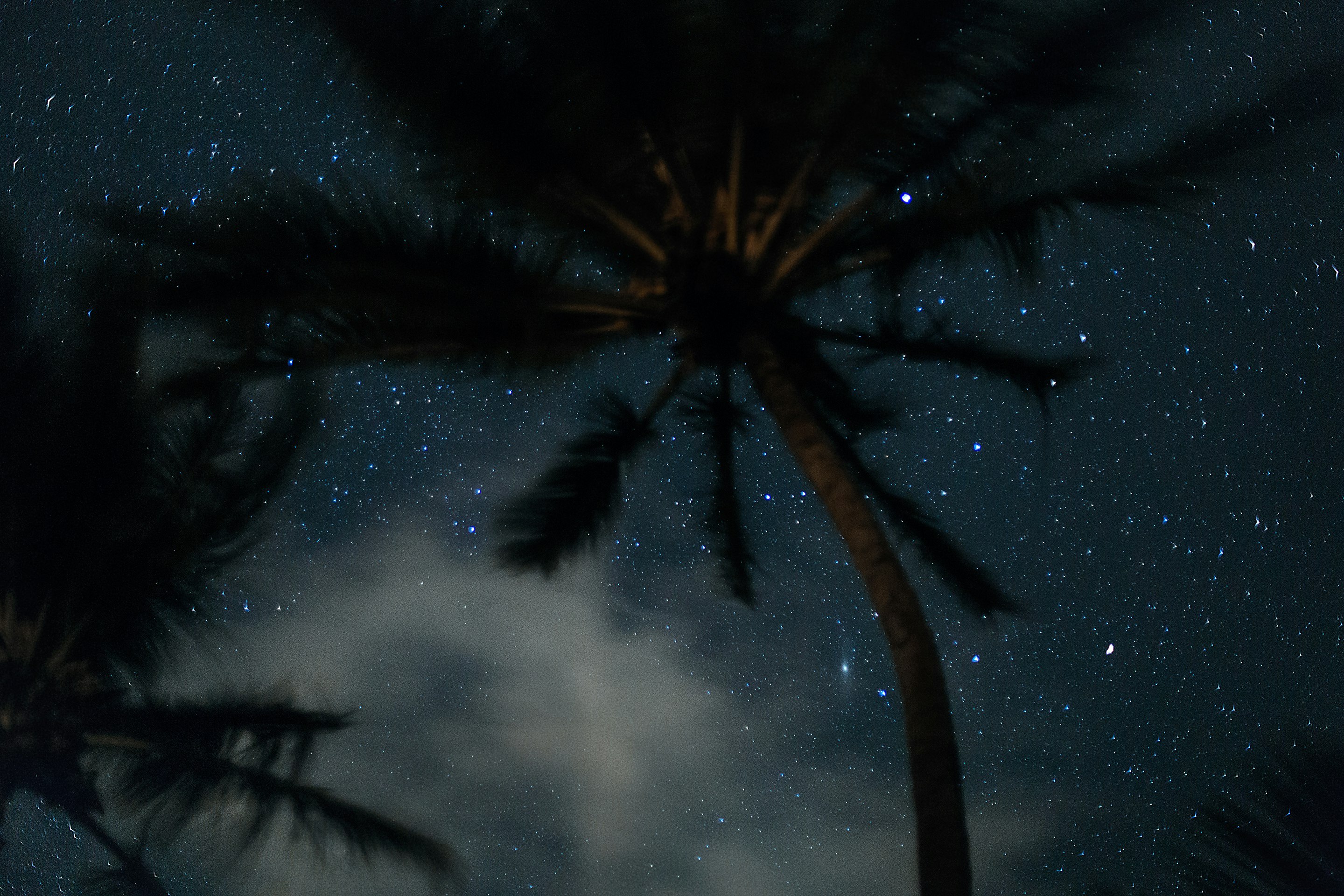 worm's eye view photography of coconut tree and stars